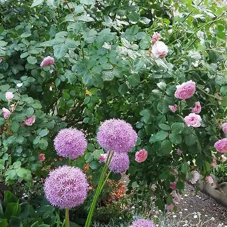 D'hotes Du Presbytere La Bastide-l'Évêque